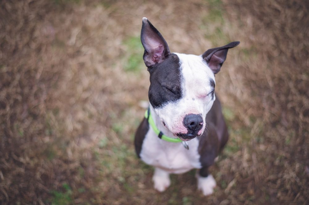 what terrier is mix with pit bull