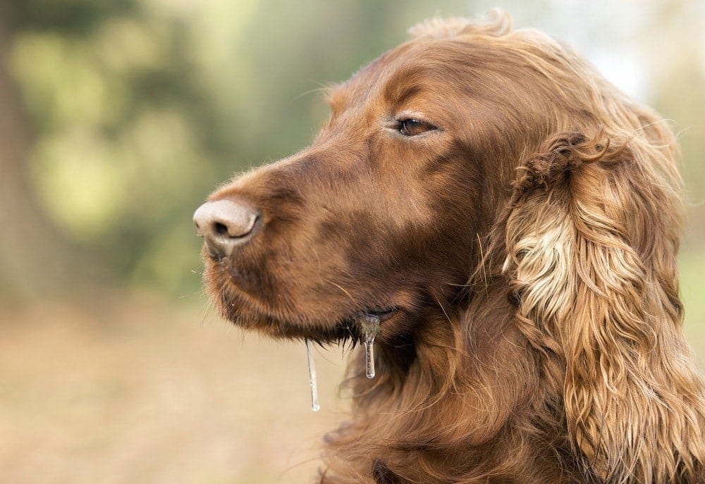 15 Dog Breeds That Don't Drool Much (With Pictures) - Hepper