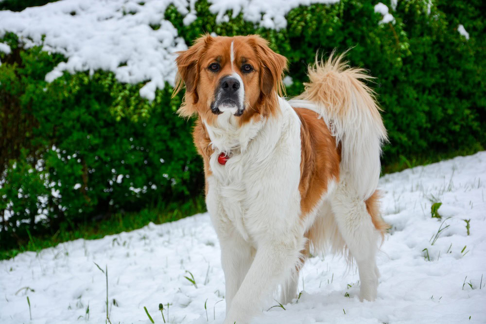 Bernese Mountain Dog Mix With Saint Bernard