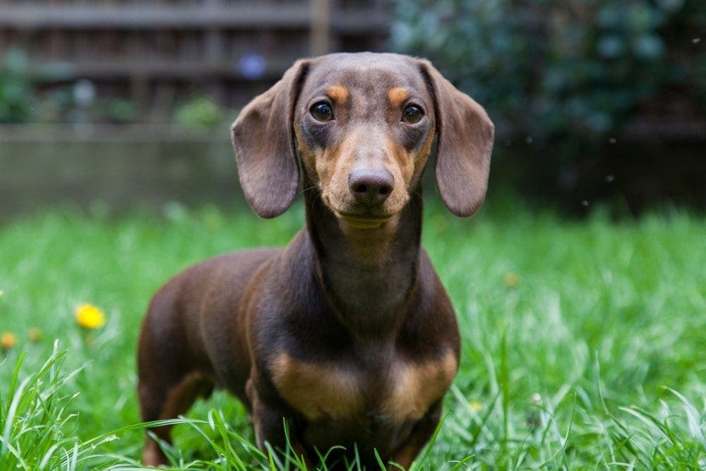 miniature dachshund