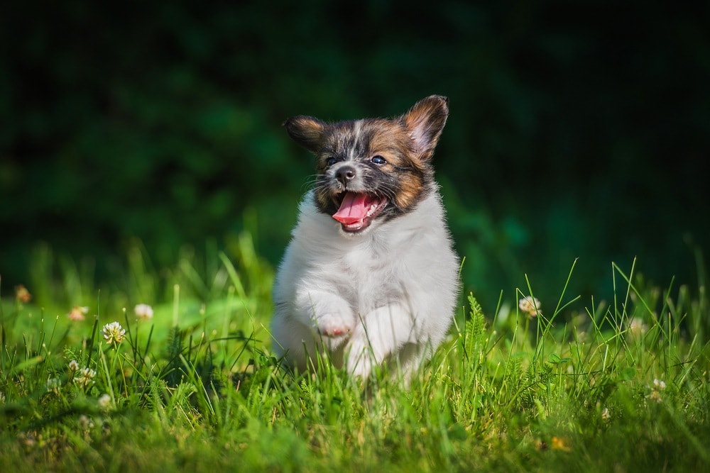 Papitese puppy
