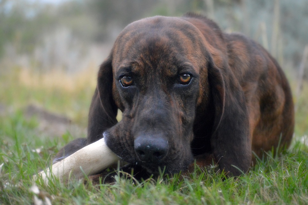 plott hound chewing a bone