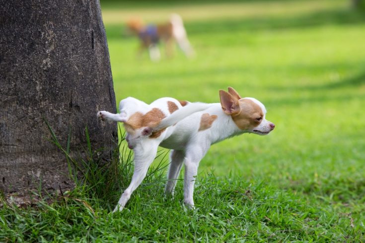 dog peeing on tree