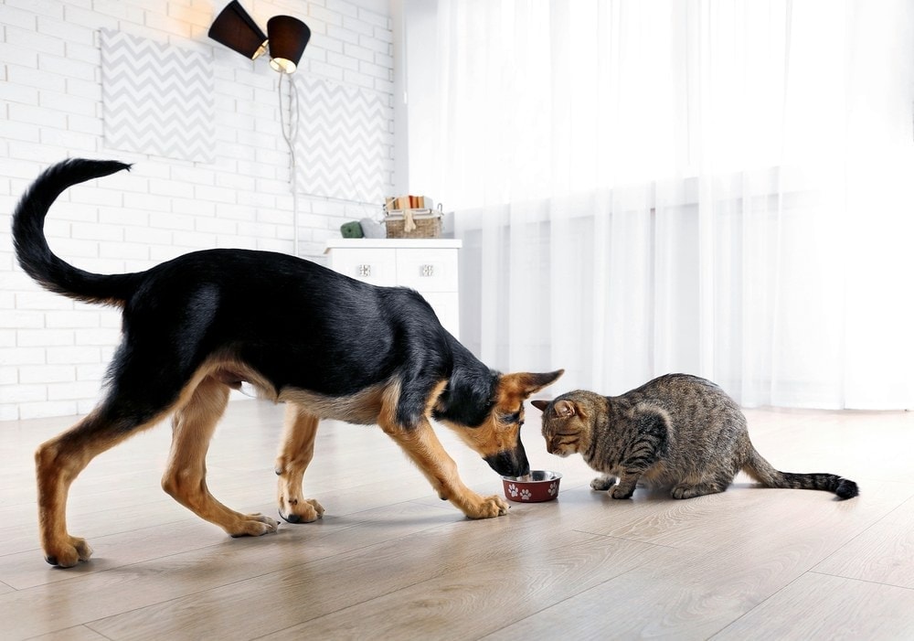 dog eating cat food