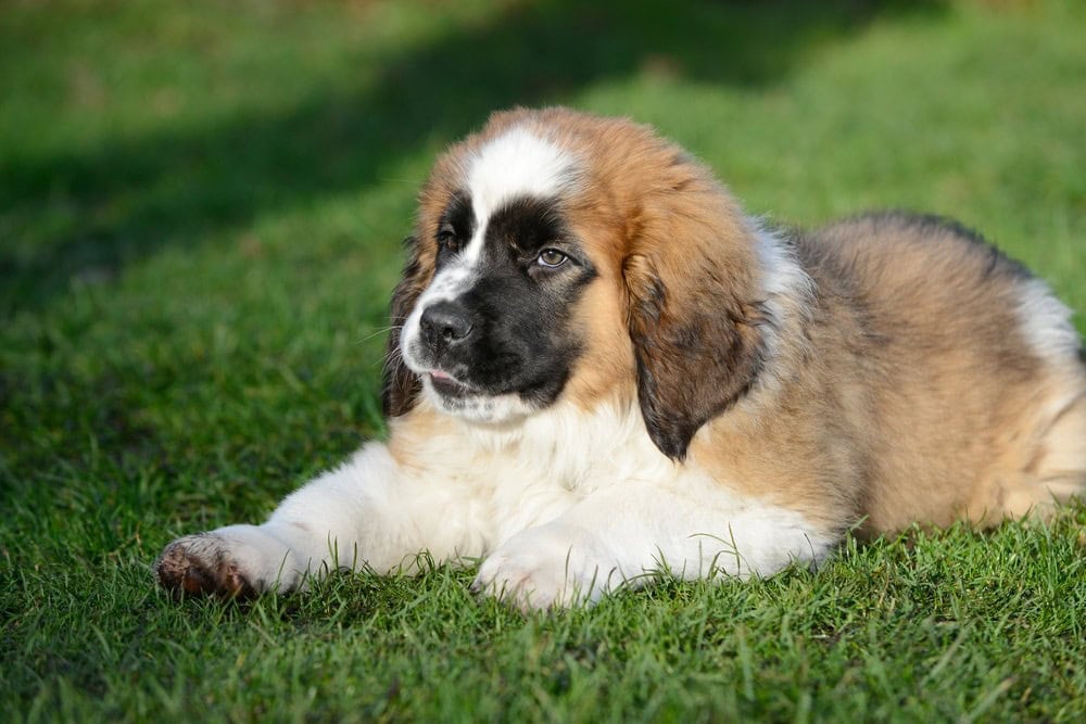 Mini St Bernard