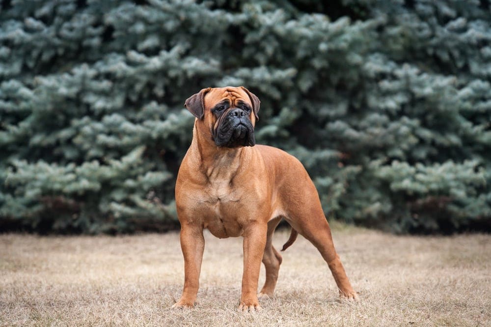 Bull Mastiff Dog Breeds bull-mastiff-dog-breeds