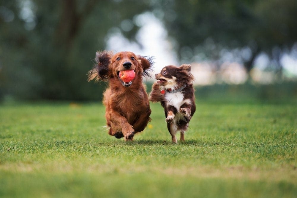 two small dogs playing in the park