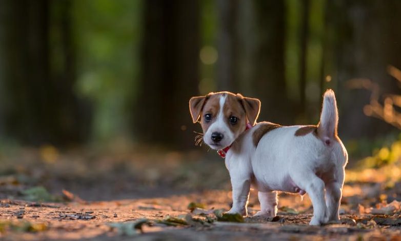 do jack russell terriers have short tails