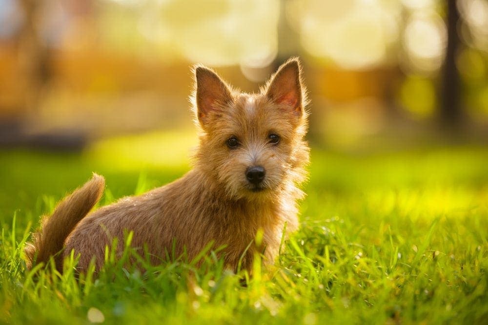 Norwich Terrier puppy