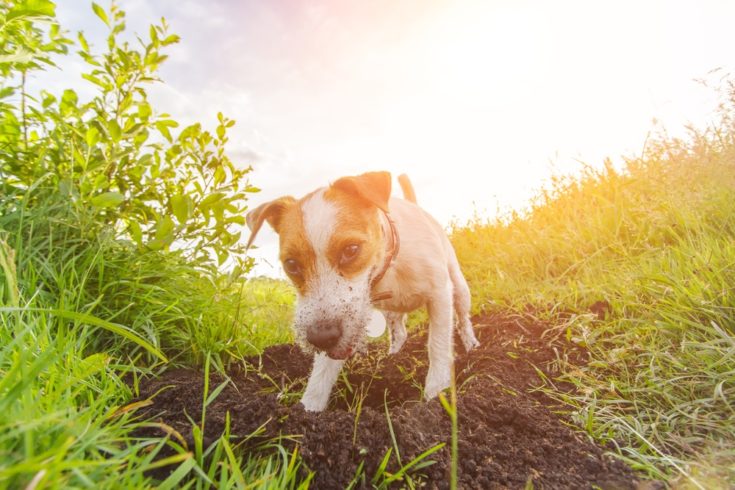 jack russell hunting