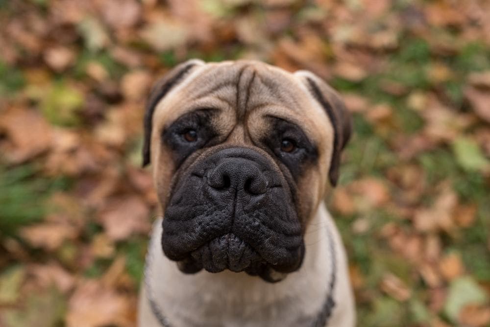 bullmastiff