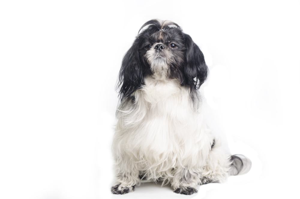 can a australian cattle dog and a shih tzu be friends