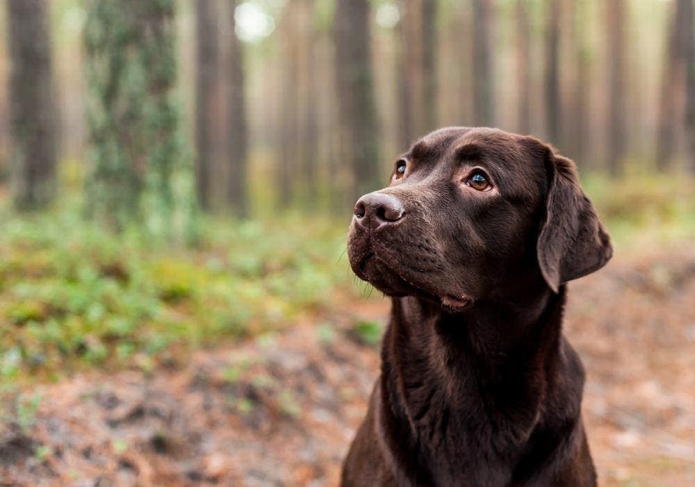 Chocolate Labrador Retriever (February 2023): Info, Pictures, Traits, & Facts 3 chocolate lab on trail