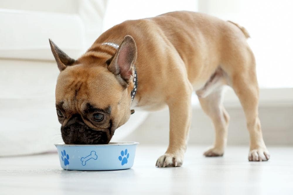 are chickpeas safe for dogs