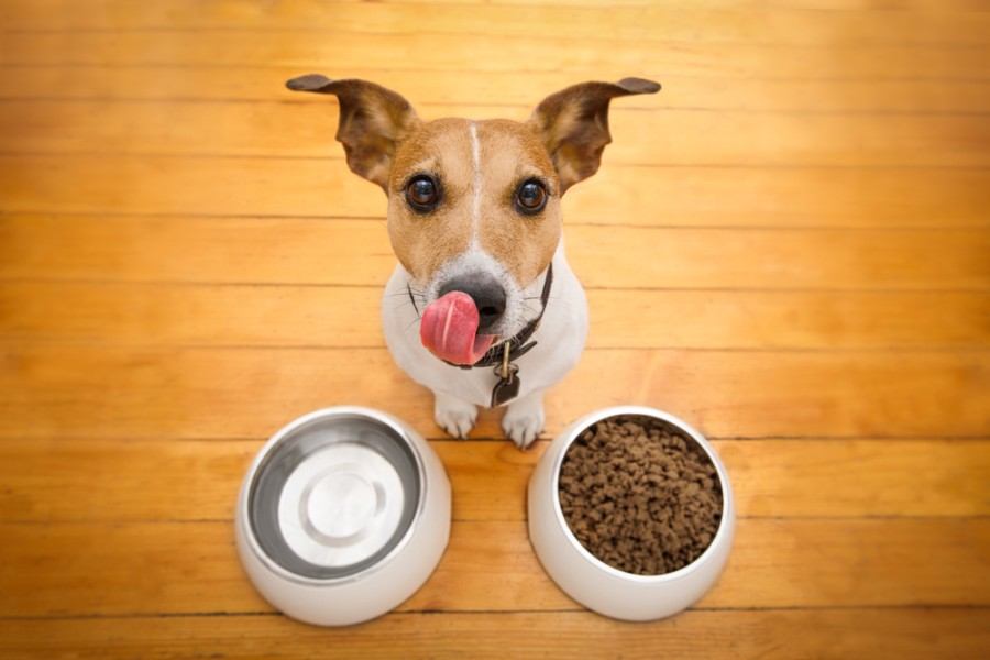 grain free dog food