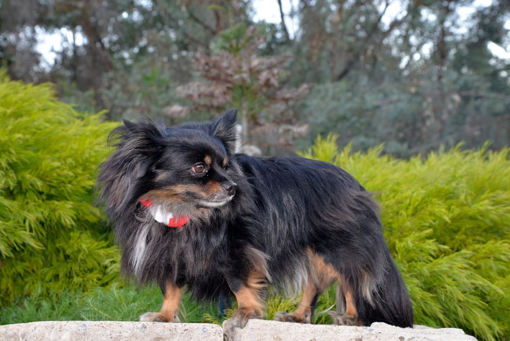 Maltese and papillon mix dog new arrivals