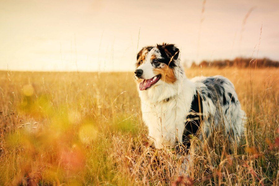 Australian Shepherd (Aussie): Breed Characteristics & Care