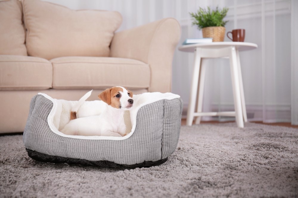 bolster bed