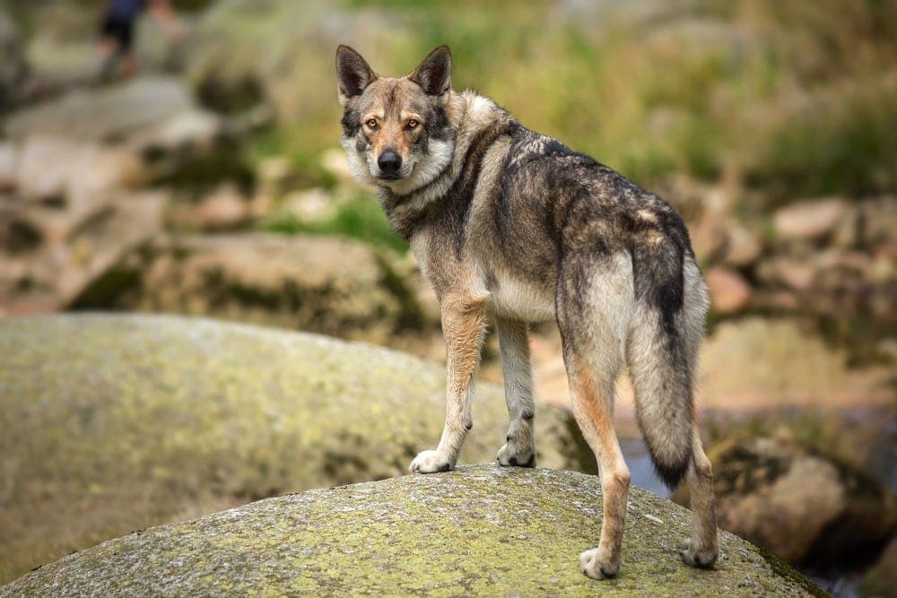 will coyotes mate with dogs