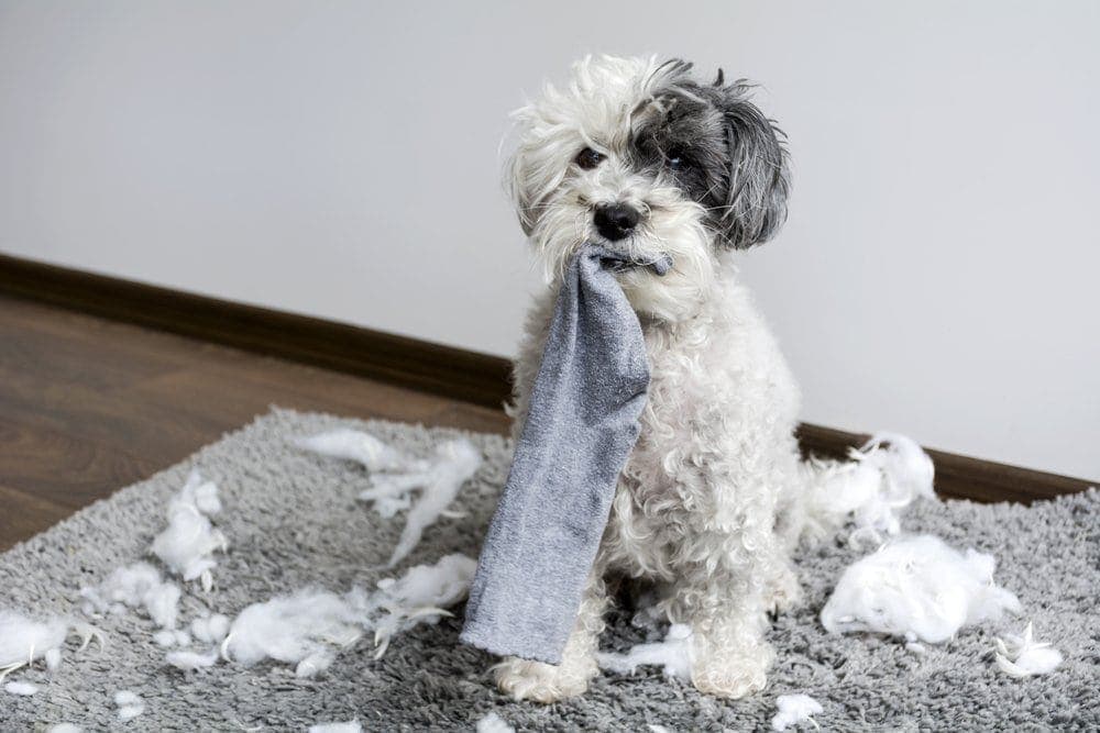 poodle chewing on paper