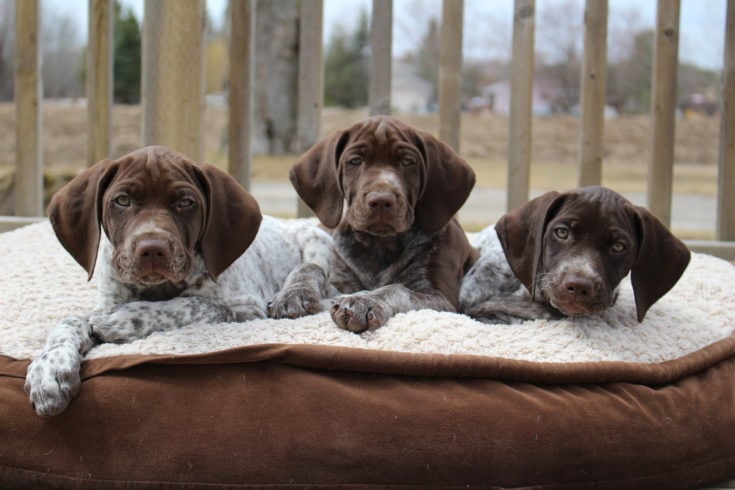 german shorthaired retriever puppies