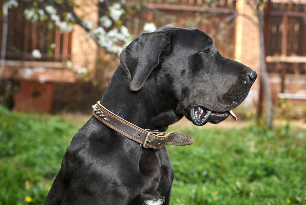 black labradordane on grass