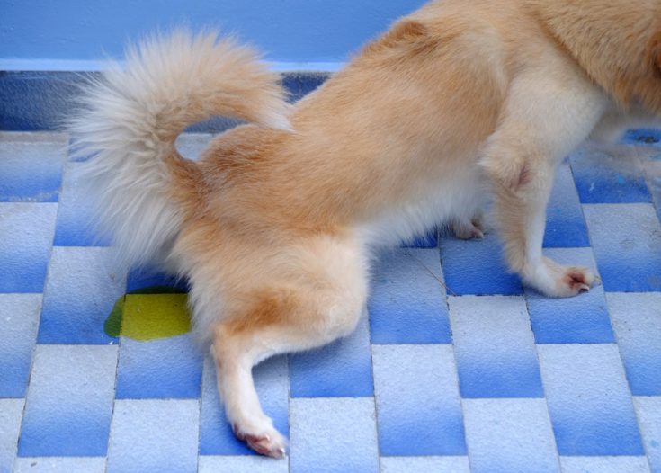 dog peeing on floor