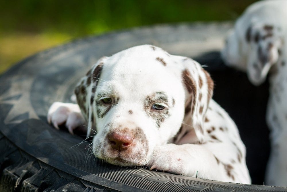 Dalmatian puppy