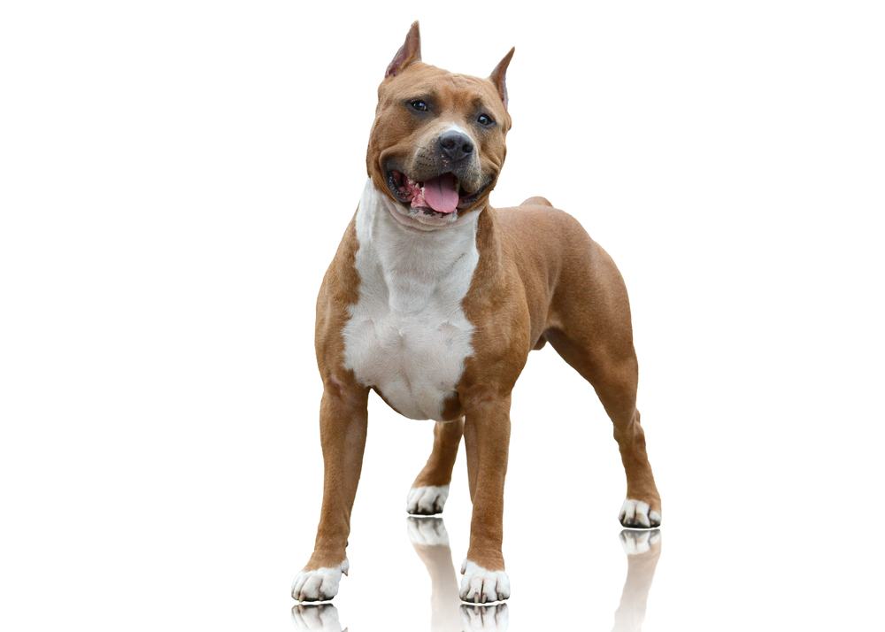 American Bulldog Staffy (American & Staffordshire Terrier Info, Pictures & Facts Hepper