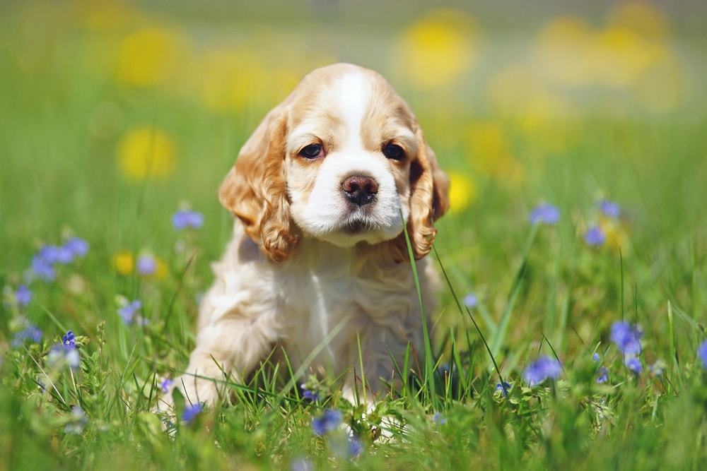 cocker spaniel puppy in grass field