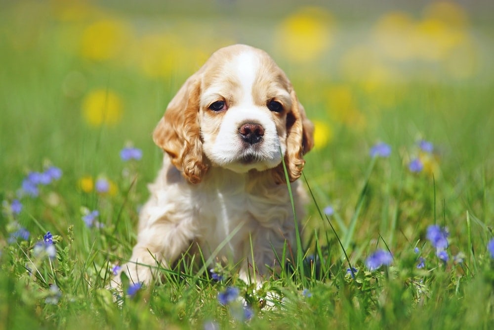 cocker spaniel in grass field