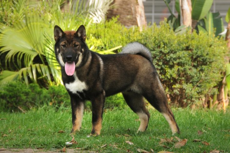 What dog breeds look like coyotes?
