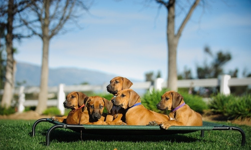 elevated dog bed