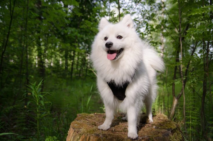 Japanese spitz