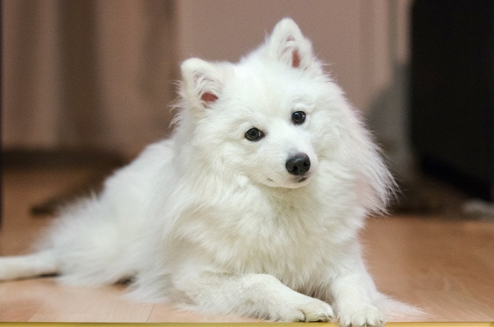 japanese spitz