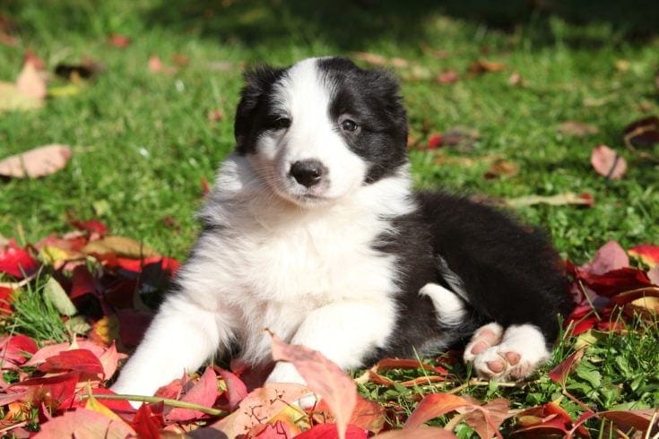Bordernese breeders new arrivals