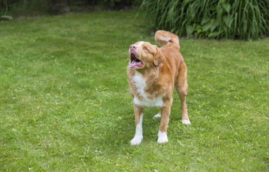 5 Effective Ways to Stop Your Neighbor’s Dog From Barking | Hepper