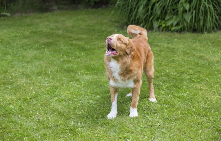 neighbors dog barking