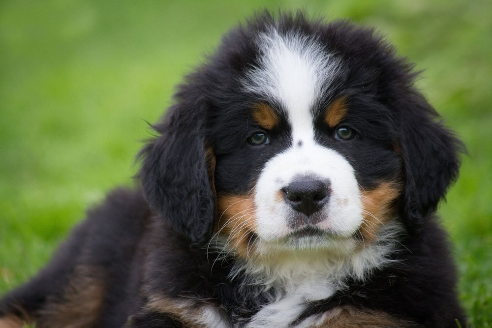 Saint Bernese (St. Bernard & Bernese Mountain Dog Mix): Info, Pictures ...