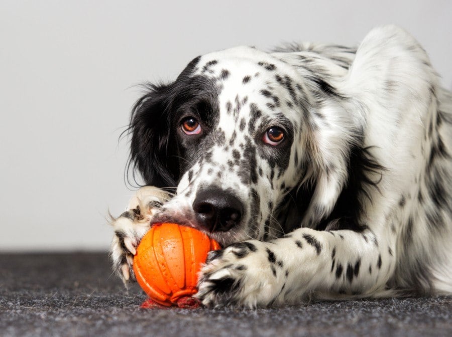 english setter puppies