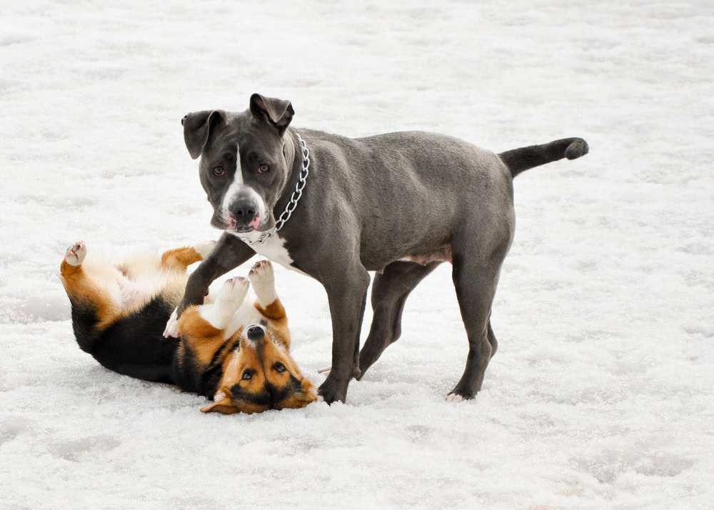 corgi and pitbull