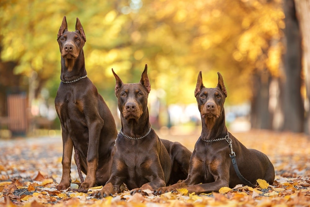three doberman pinchers