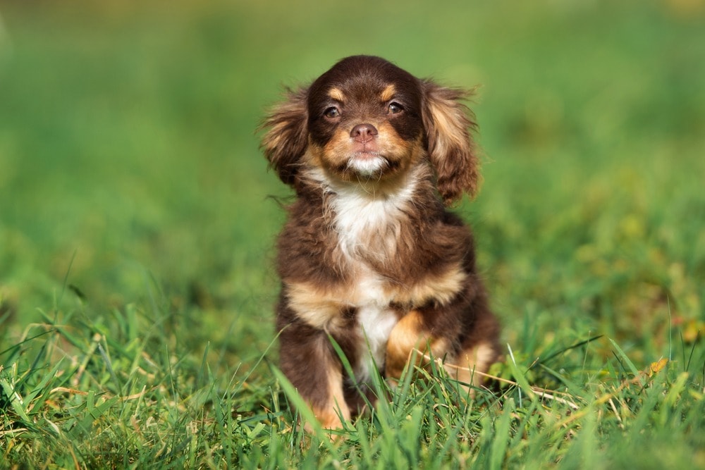 ch-spaniel in grass