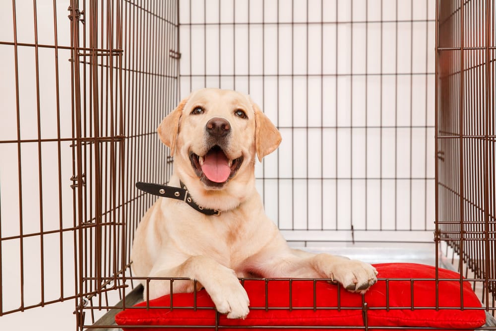 Golden retriever puppy in a crate