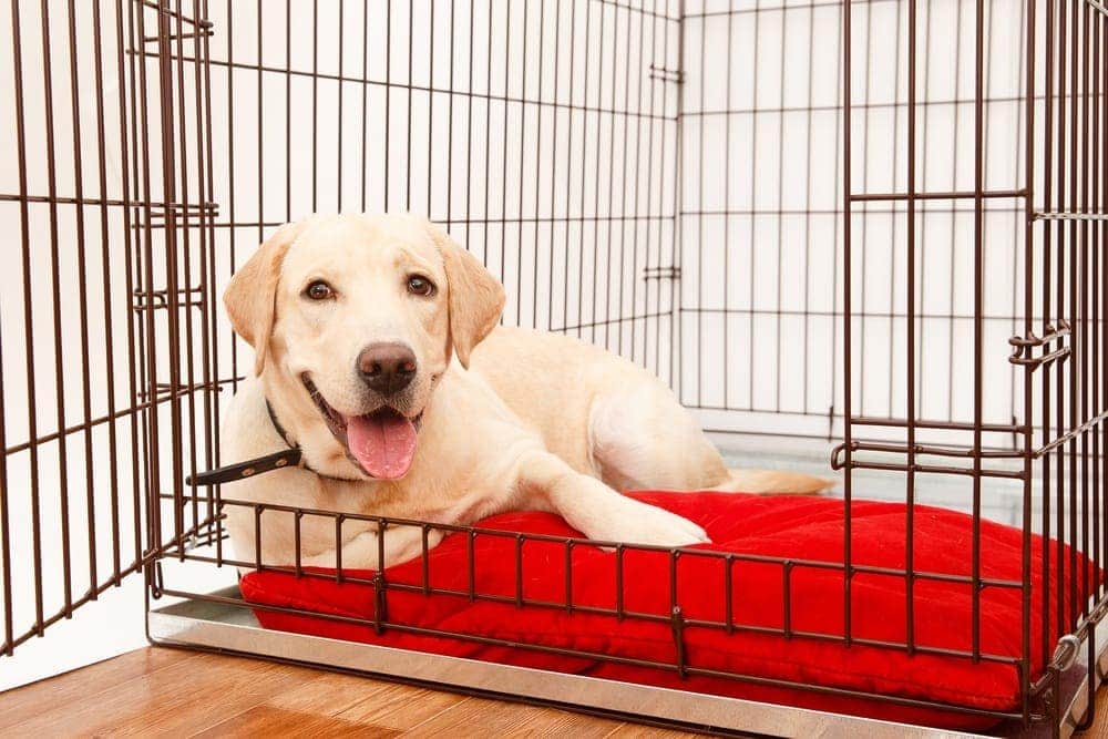 dog crate