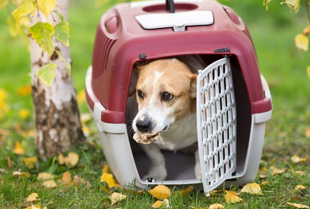 dog in hard plastic crate