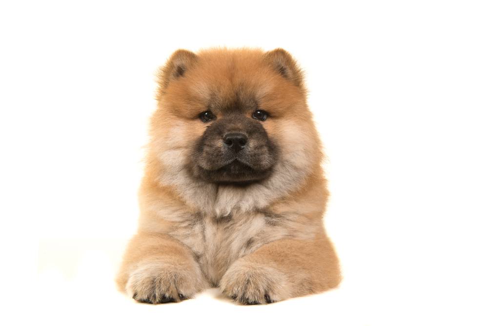 Golden chow sales chow puppy