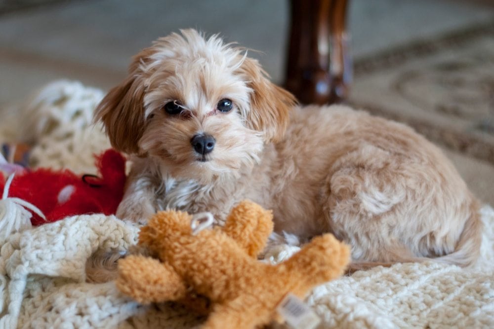 Malchi (Maltese Chihuahua mix)