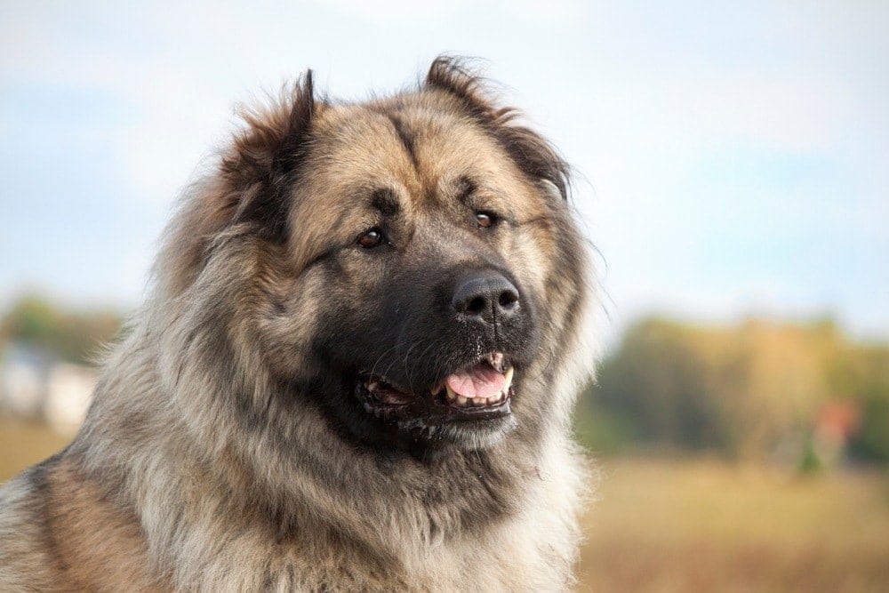 Caucasian Shepherd