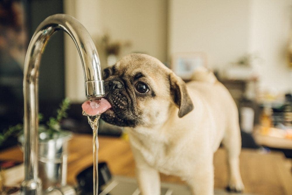 pug drinking water from faucet